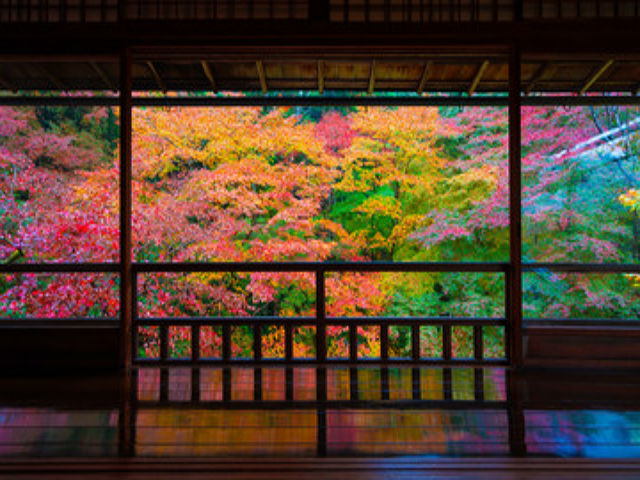 京都の鮮やかな紅葉